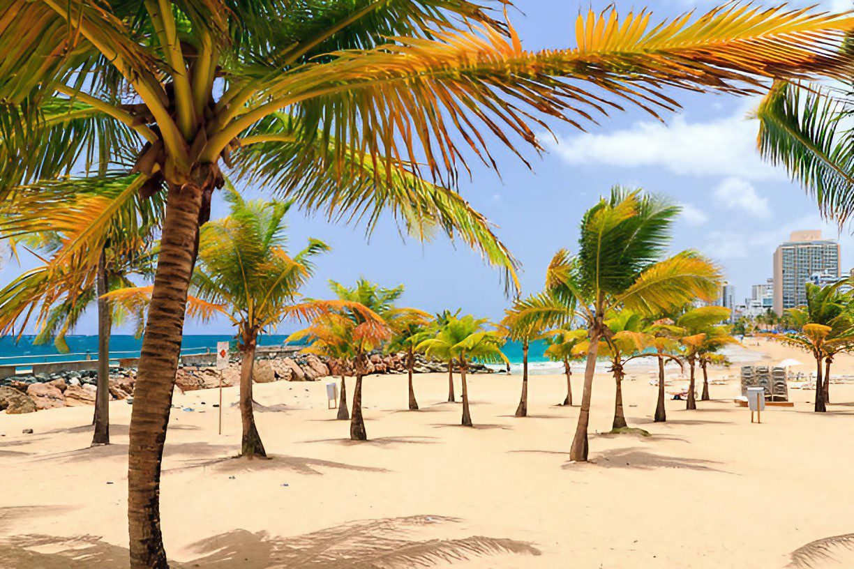 Palm trees along Condado Beach in San Juan, Puerto Rico — one block from Canario Boutique Hotel on Ashford Avenue